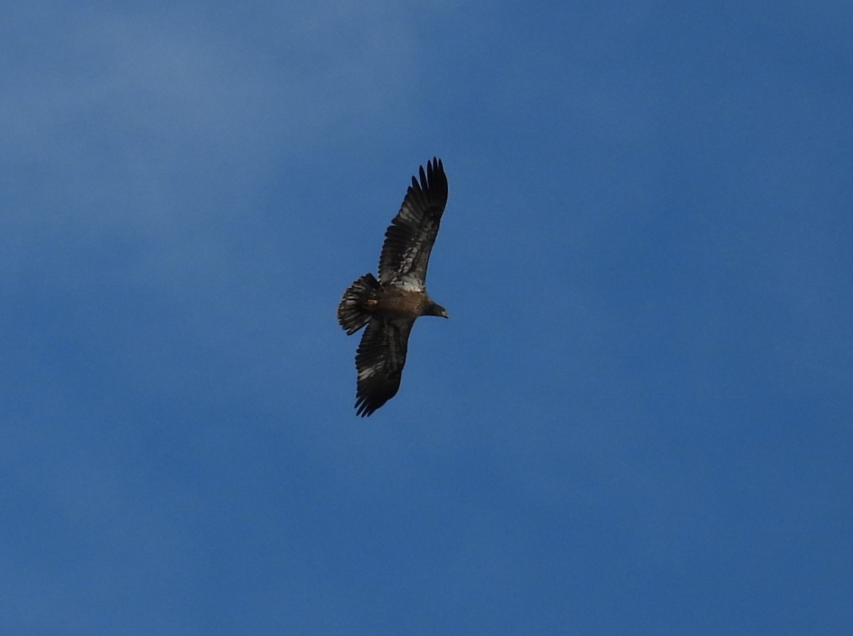 Bald Eagle - ML626626231