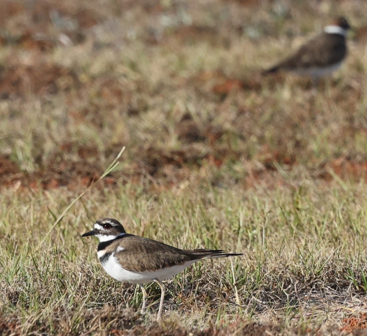 Killdeer - ML626626234