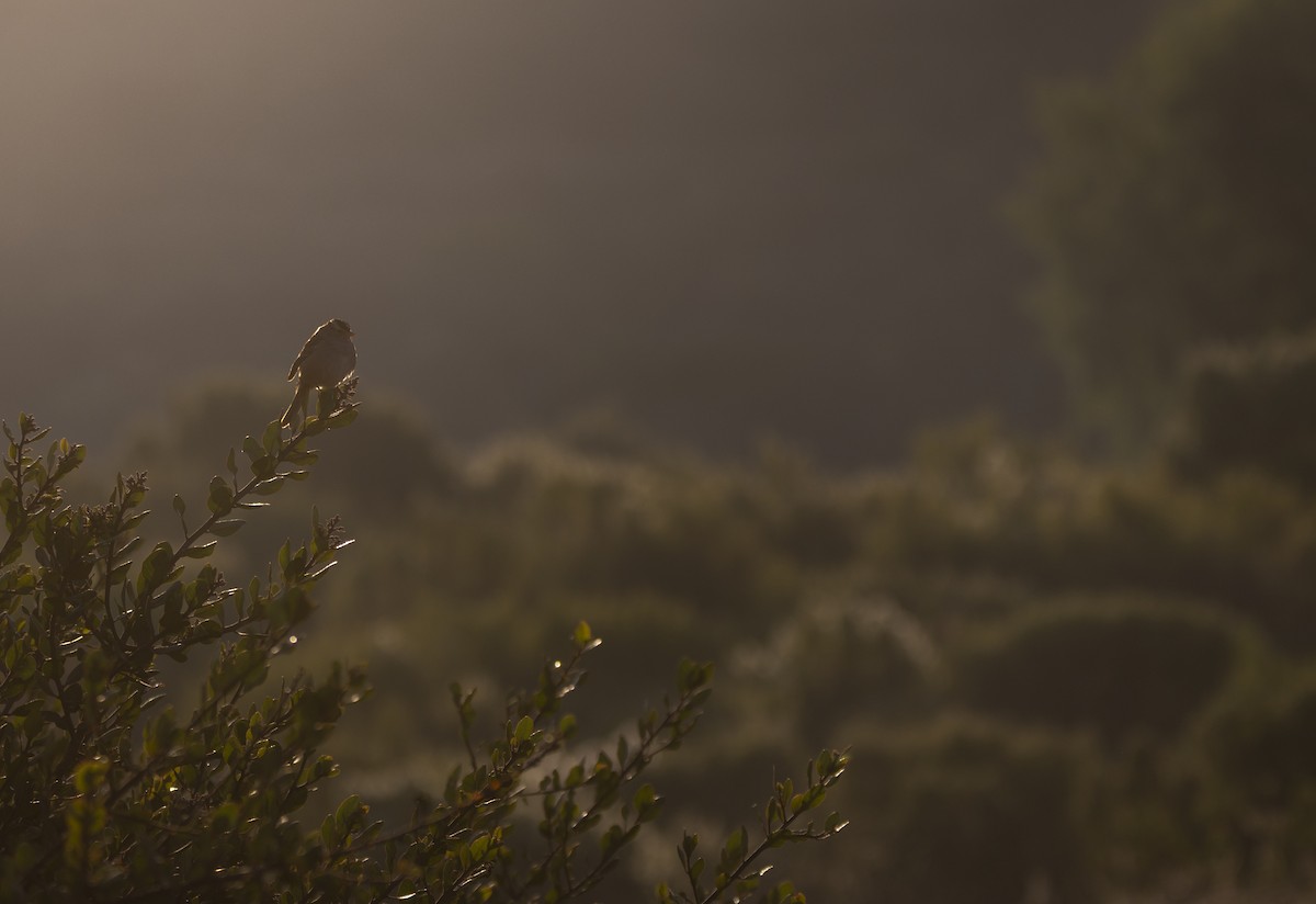 White-crowned Sparrow - ML626626304