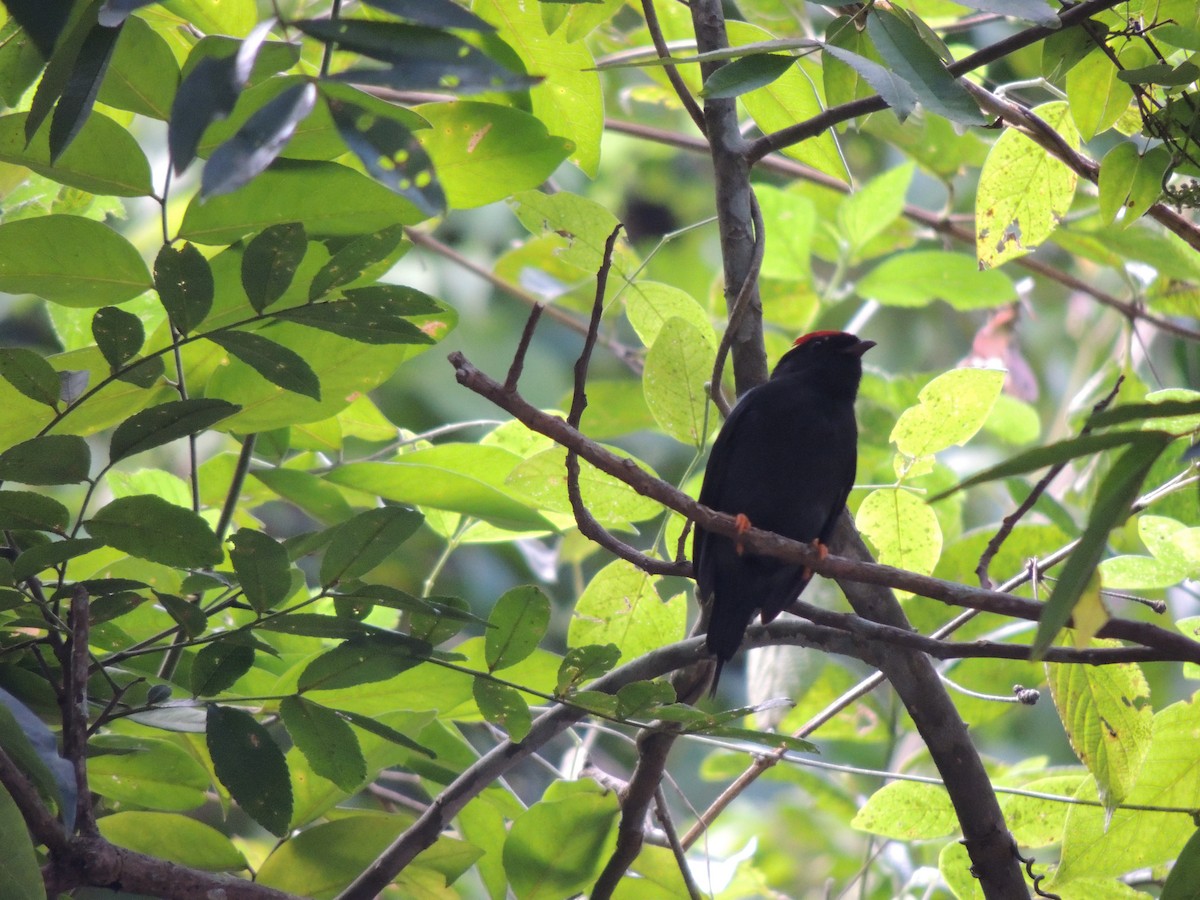 Lance-tailed Manakin - ML626626351