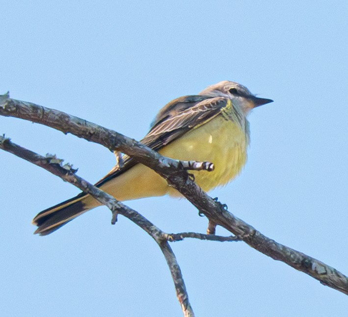 Western Kingbird - ML626626352