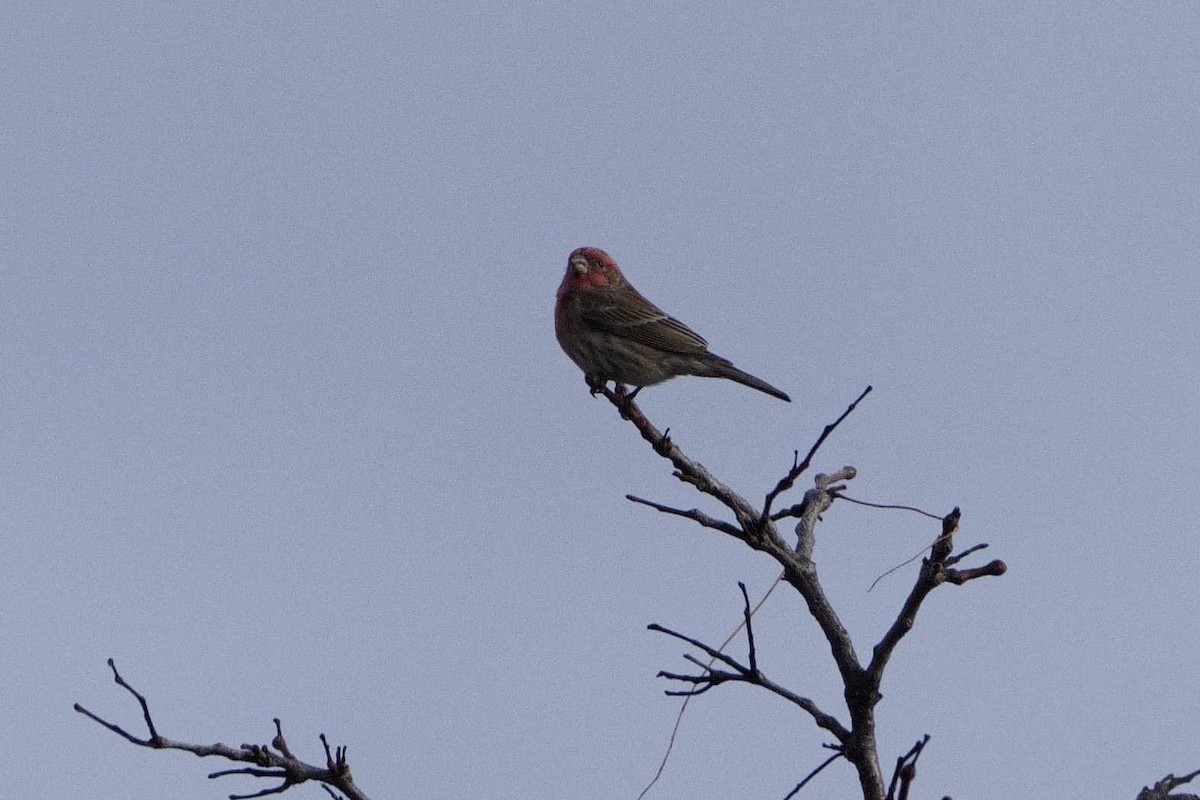 House Finch - ML626626353