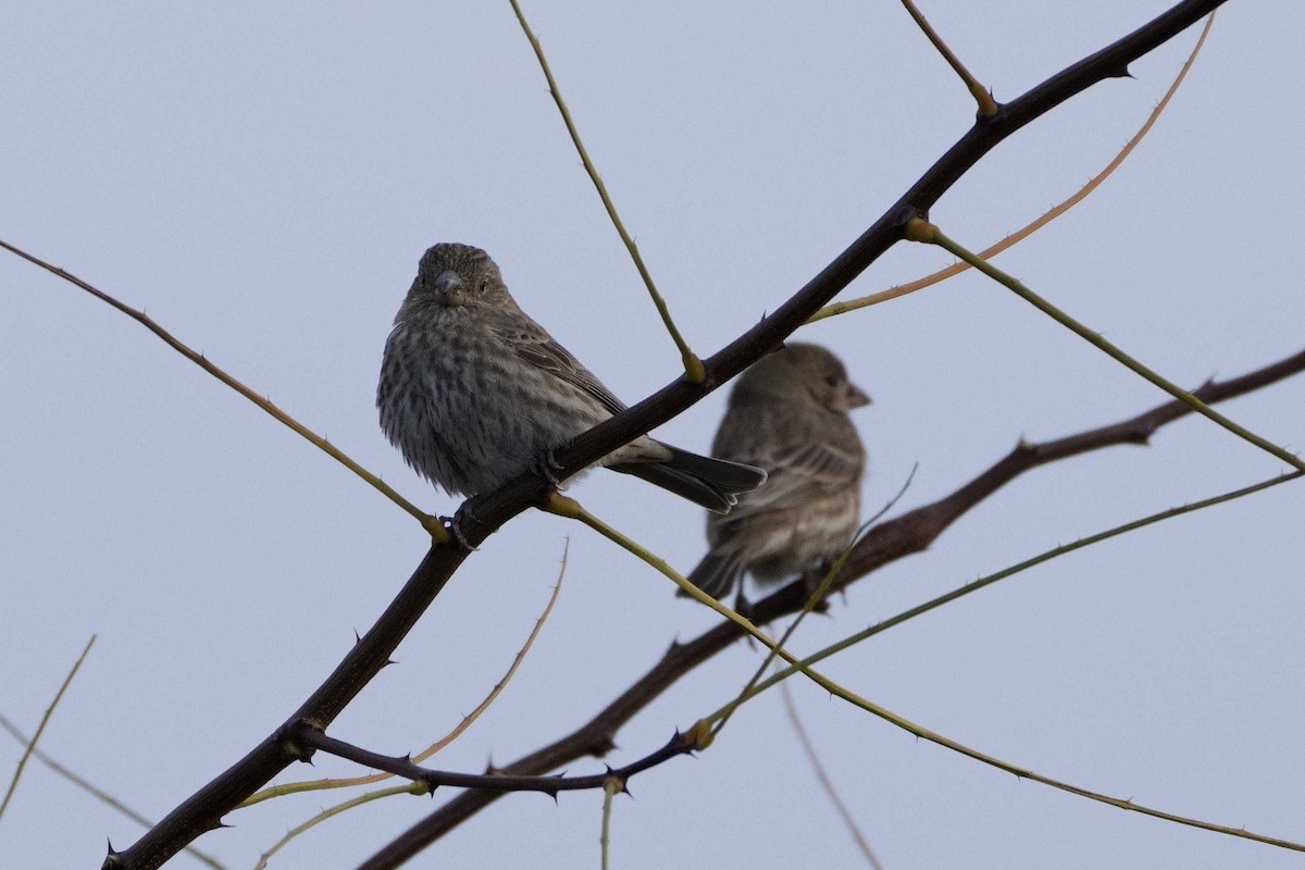 House Finch - ML626626354