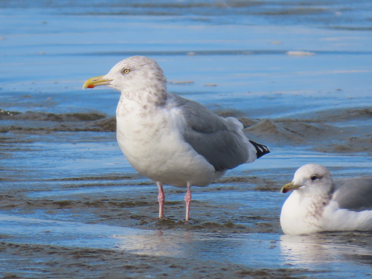 American Herring Gull - ML626626355