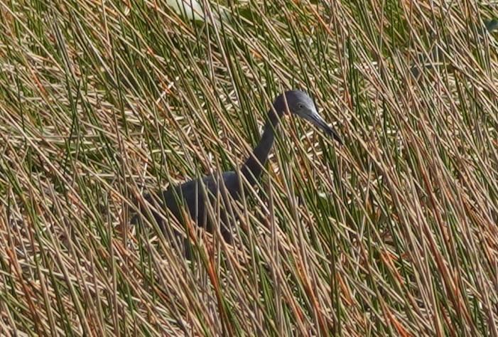 Little Blue Heron - ML626626360