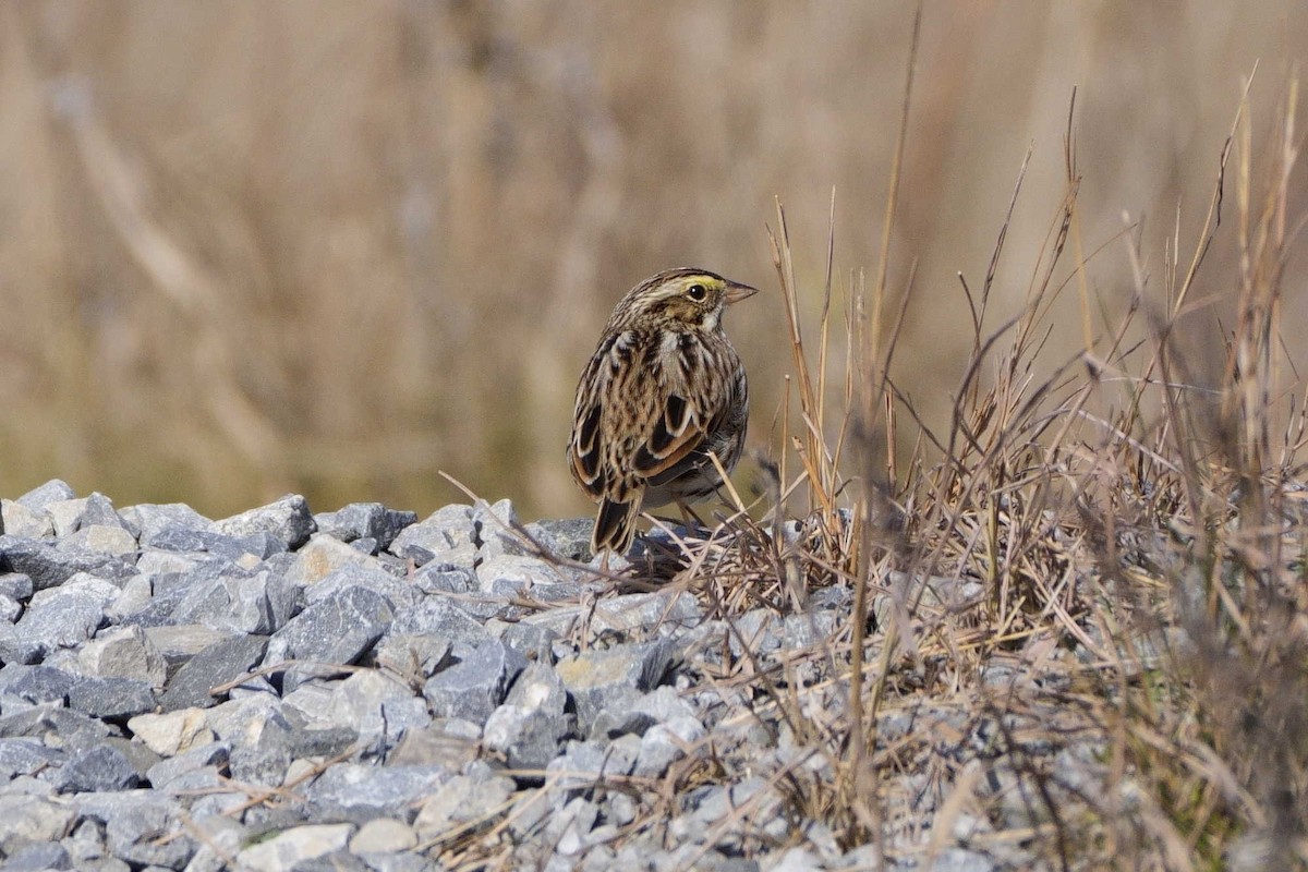 Savannah Sparrow - ML626626362