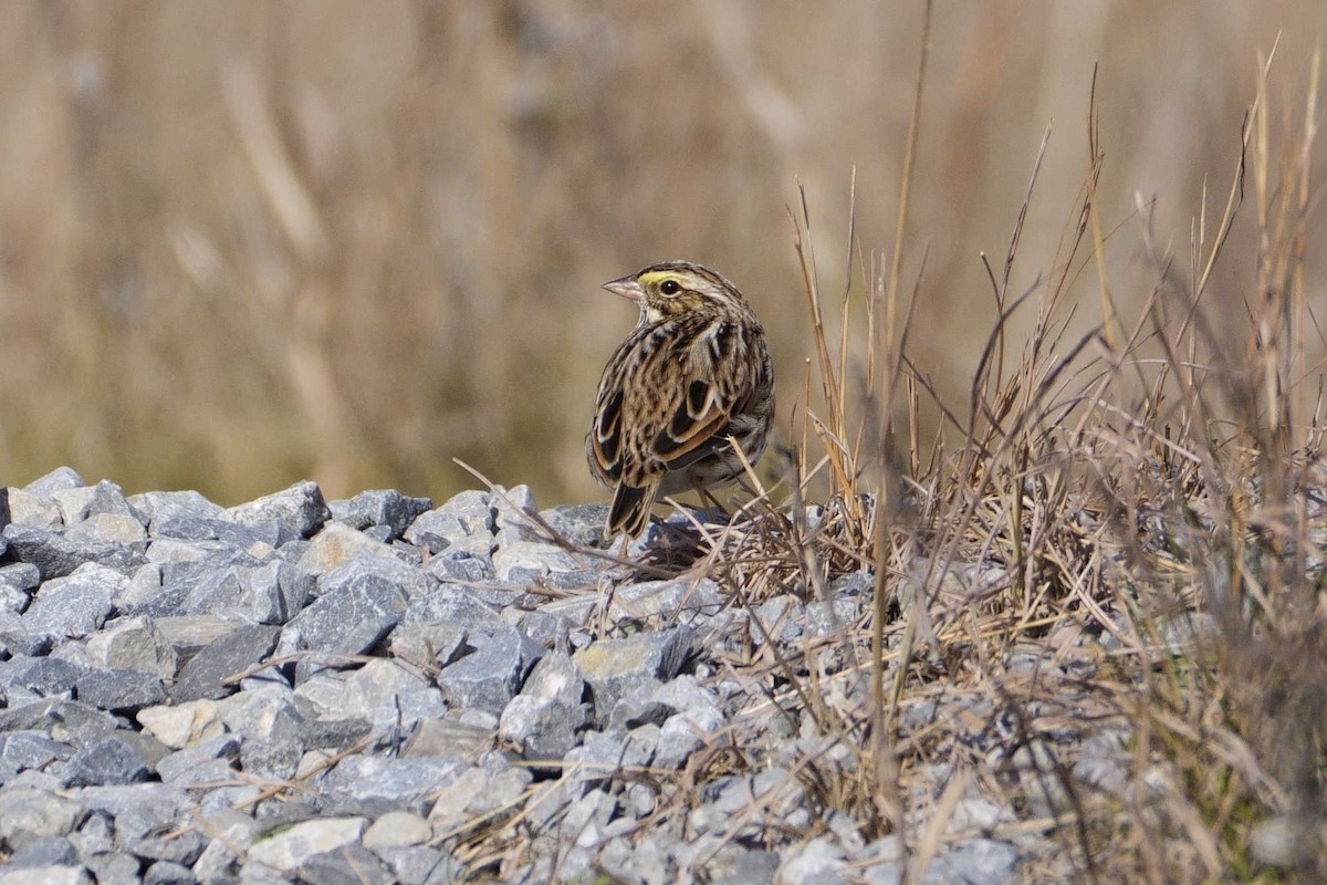 Savannah Sparrow - ML626626363