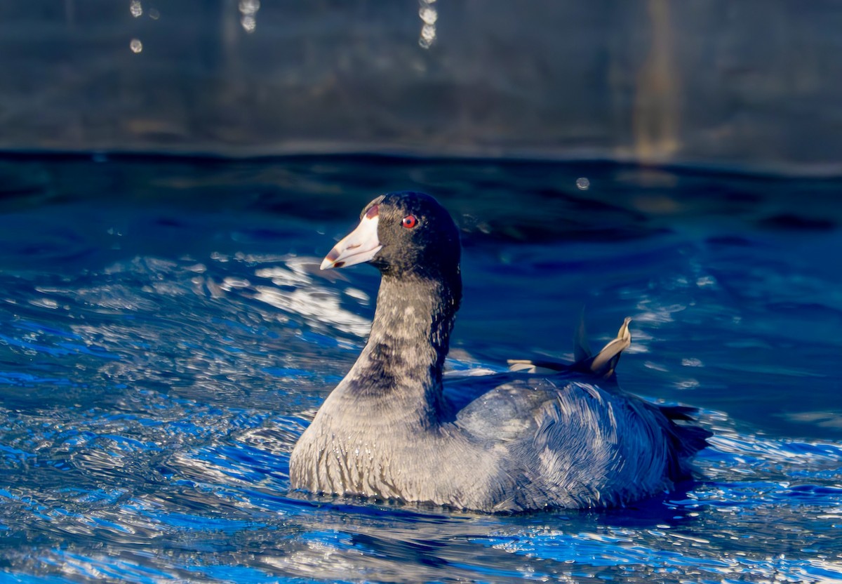 American Coot - ML626626364