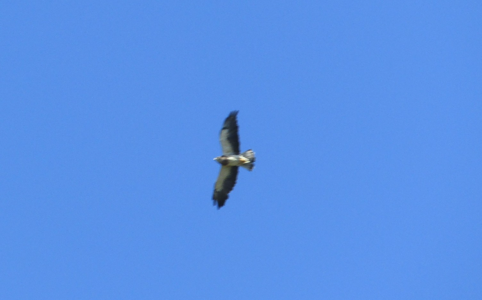 Swainson's Hawk - ML626626366