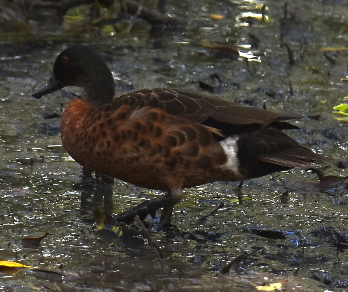 Chestnut Teal - ML626626367