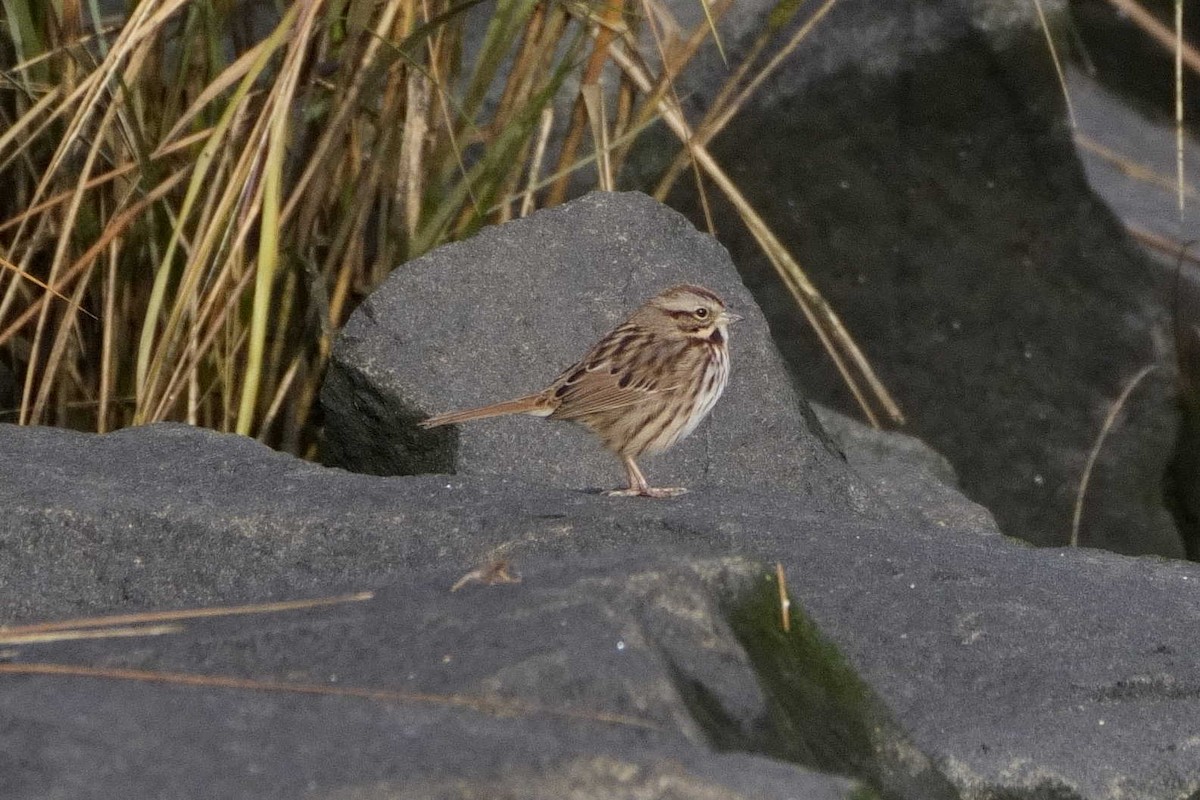 Song Sparrow - ML626626368