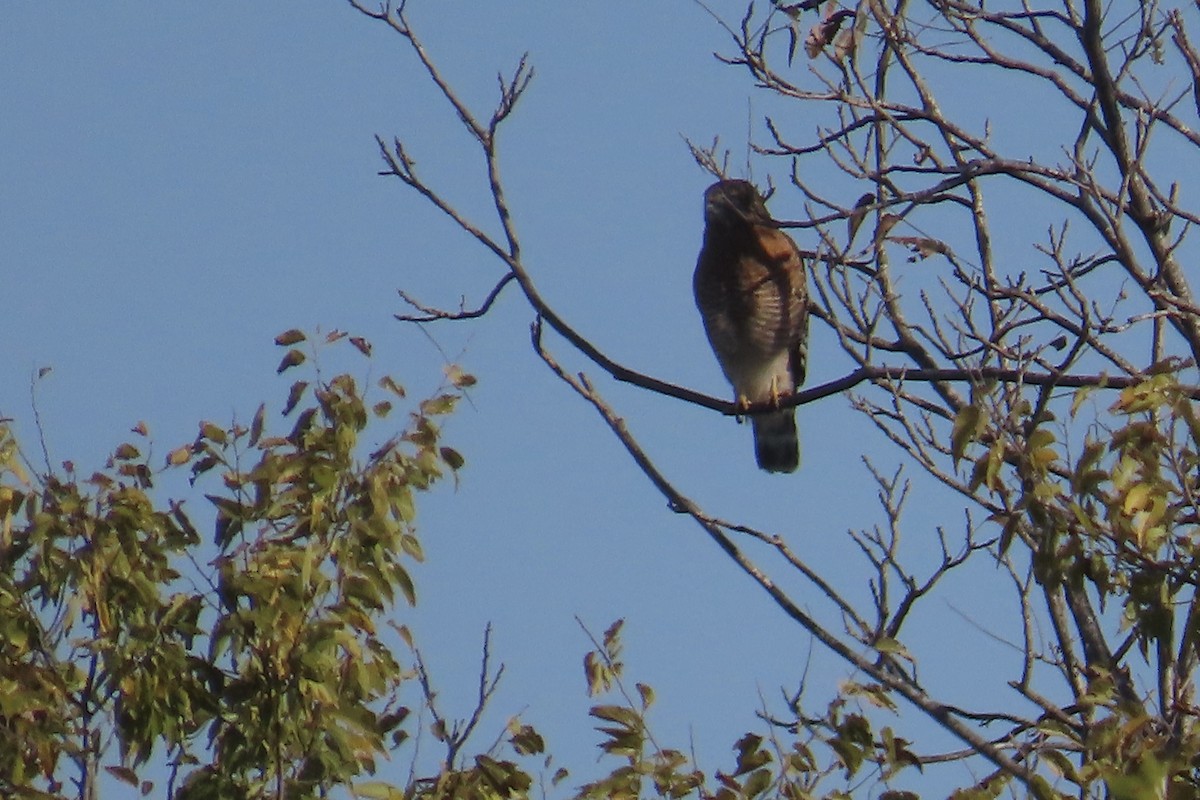 Red-shouldered Hawk - ML626626372