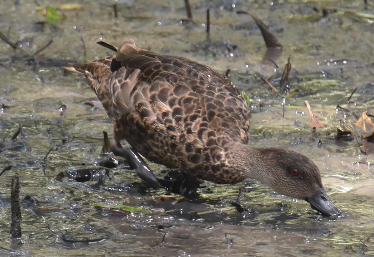 Chestnut Teal - ML626626373