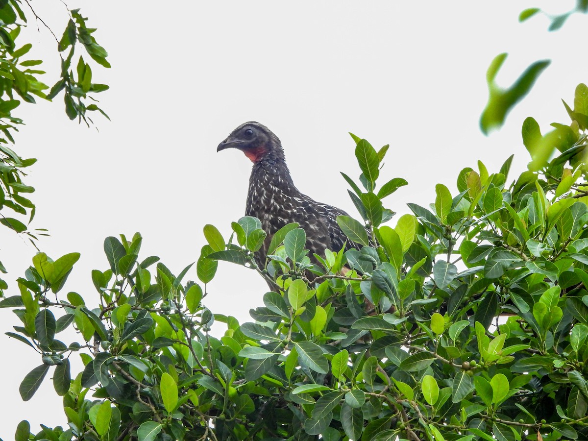 Chestnut-bellied Guan - ML626626378