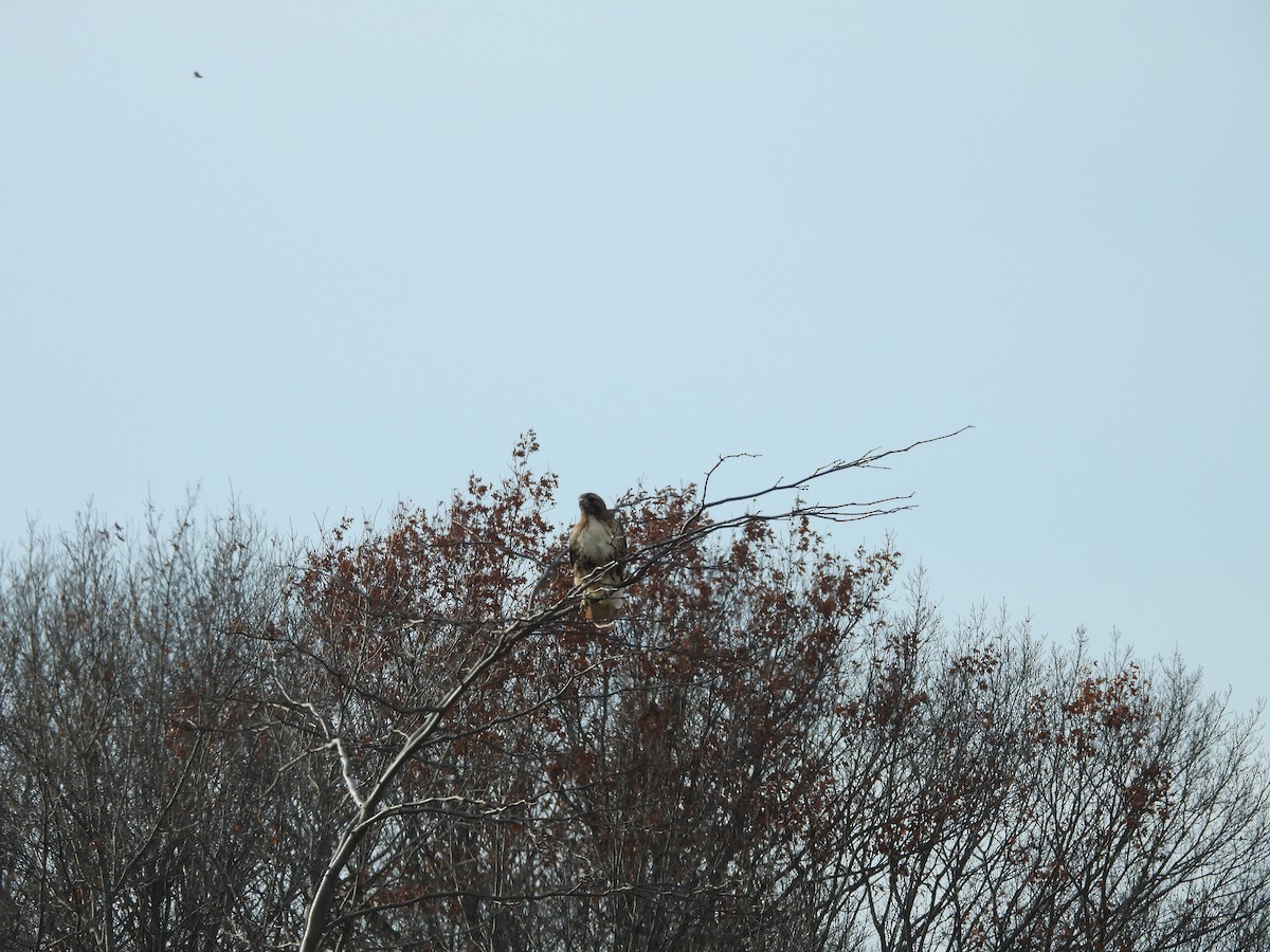 Red-tailed Hawk (borealis) - ML626626380