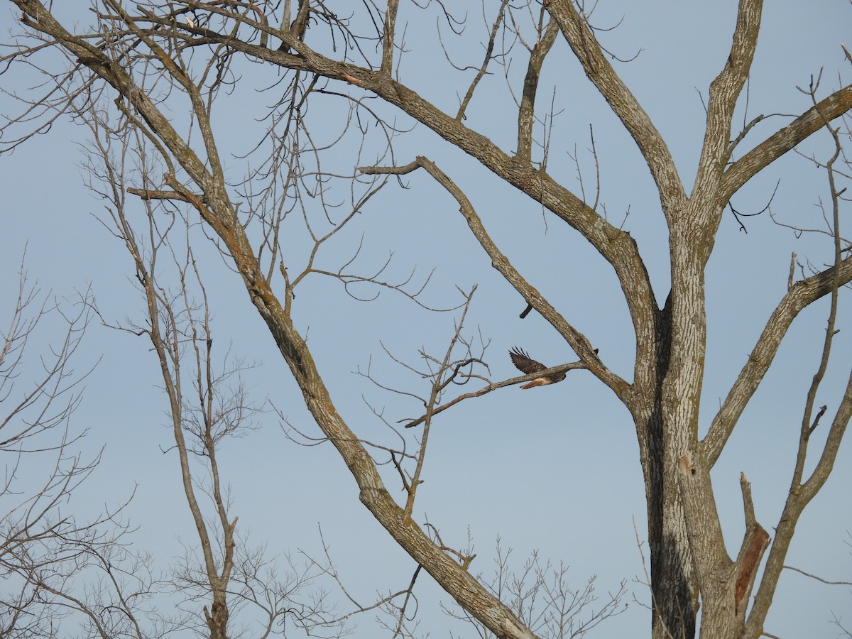 Red-tailed Hawk (borealis) - ML626626381