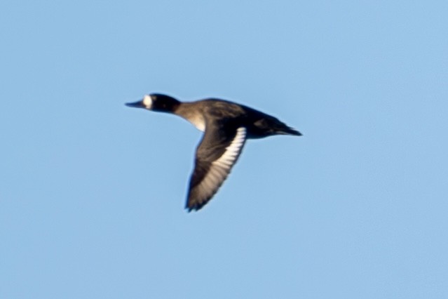 Lesser Scaup - ML626626382