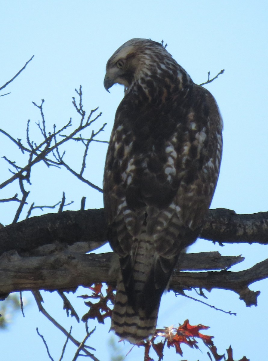 Rotschwanzbussard - ML626626511