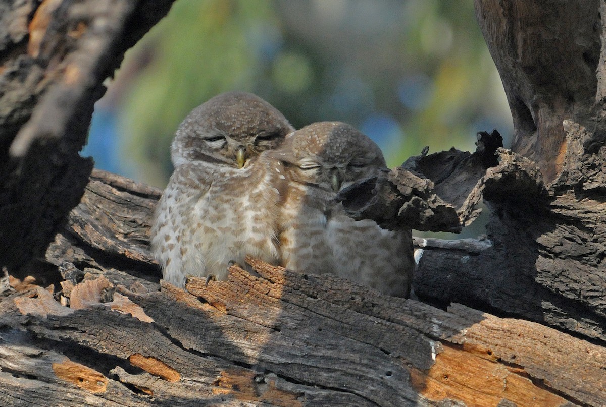 Spotted Owlet - ML626626567