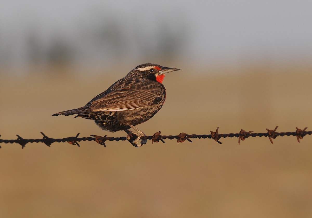 Long-tailed Meadowlark - ML626626568