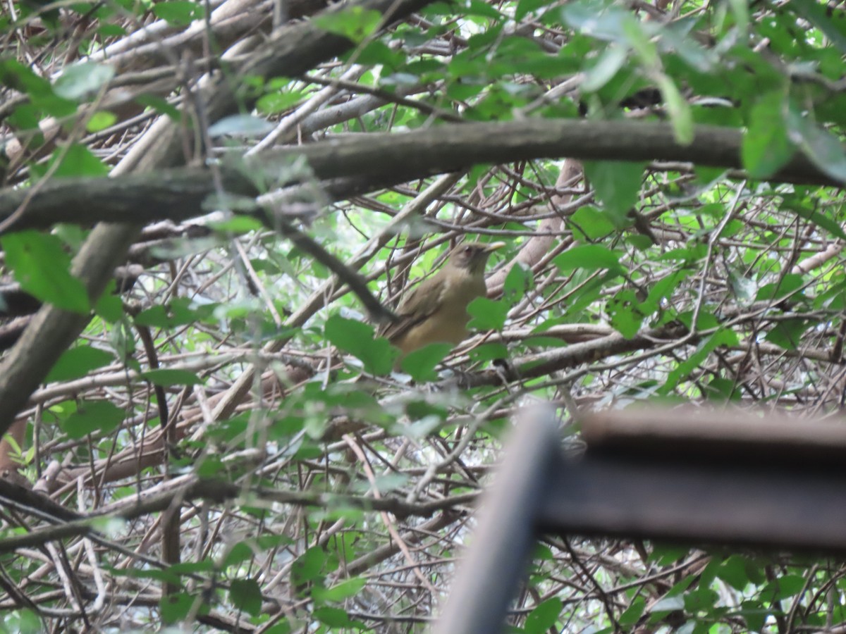 Clay-colored Thrush - ML626626570