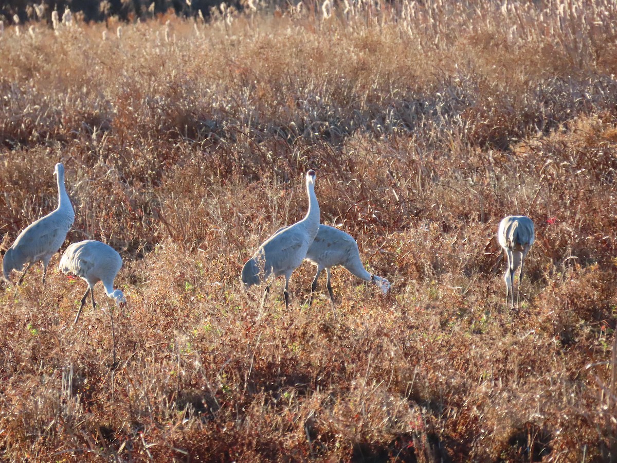 Sandhill Crane - ML626626571