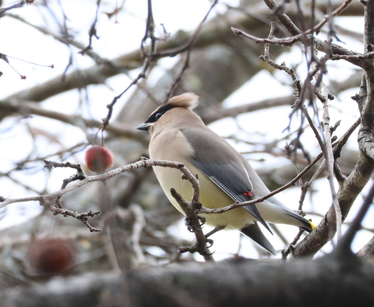 Cedar Waxwing - ML626626572