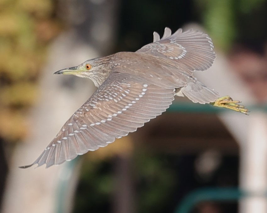 Black-crowned Night Heron - ML626626573