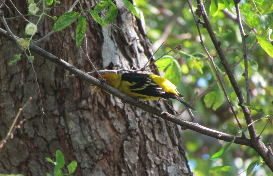 Western Tanager - ML626626574