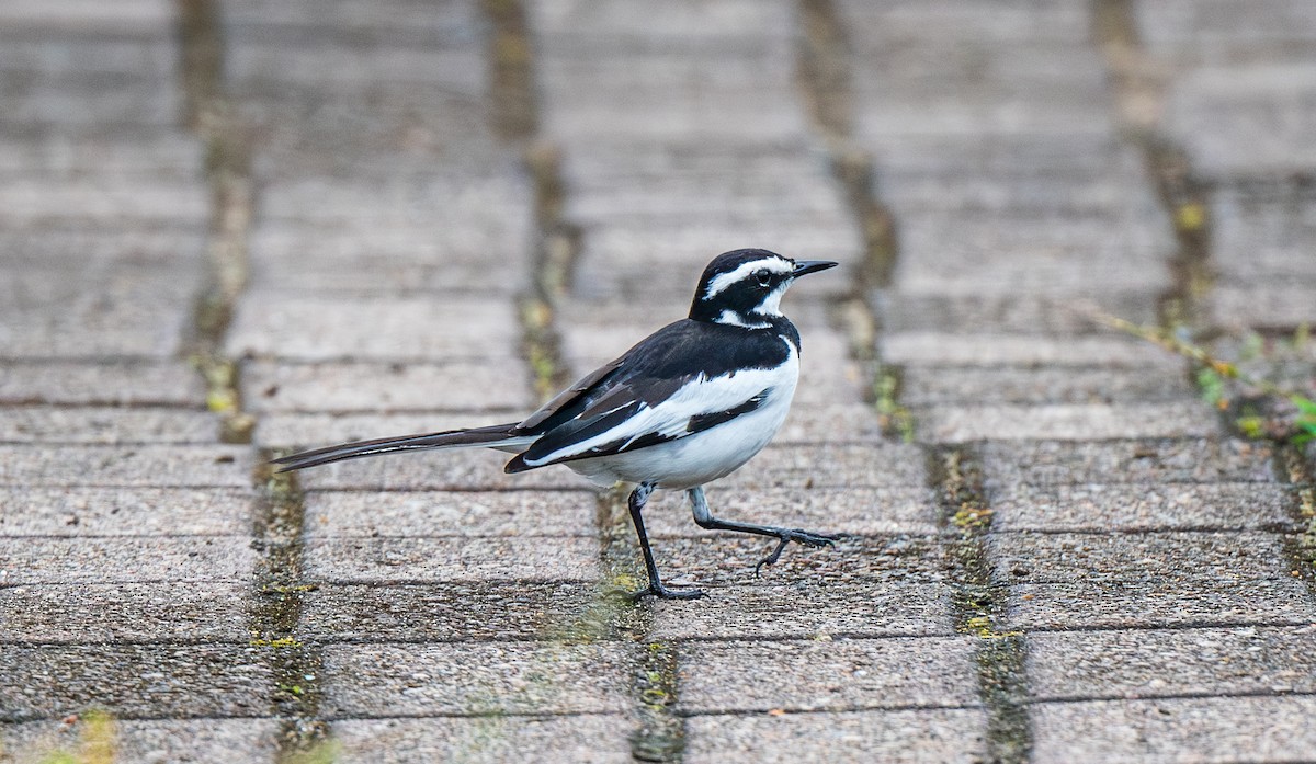 African Pied Wagtail - ML626626576