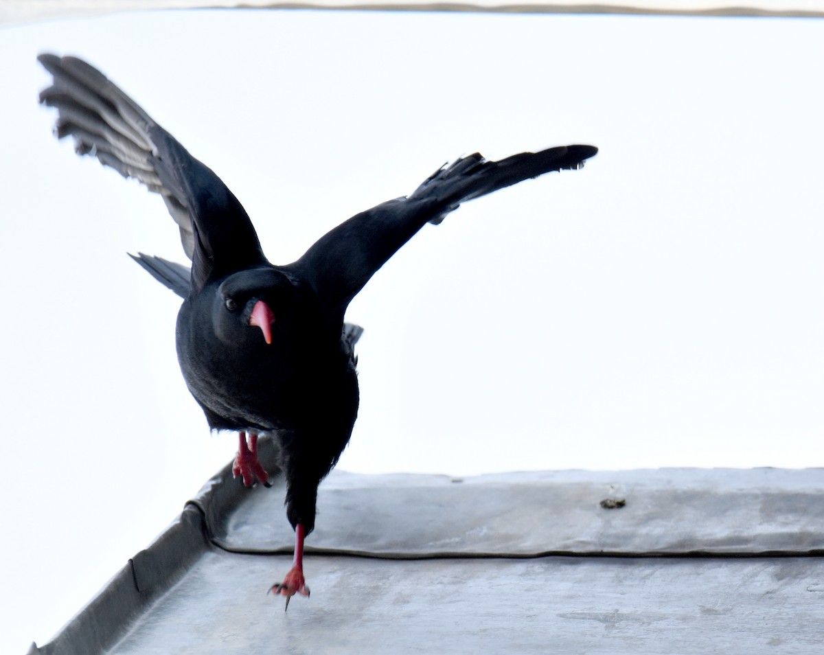 Red-billed Chough - ML626626577