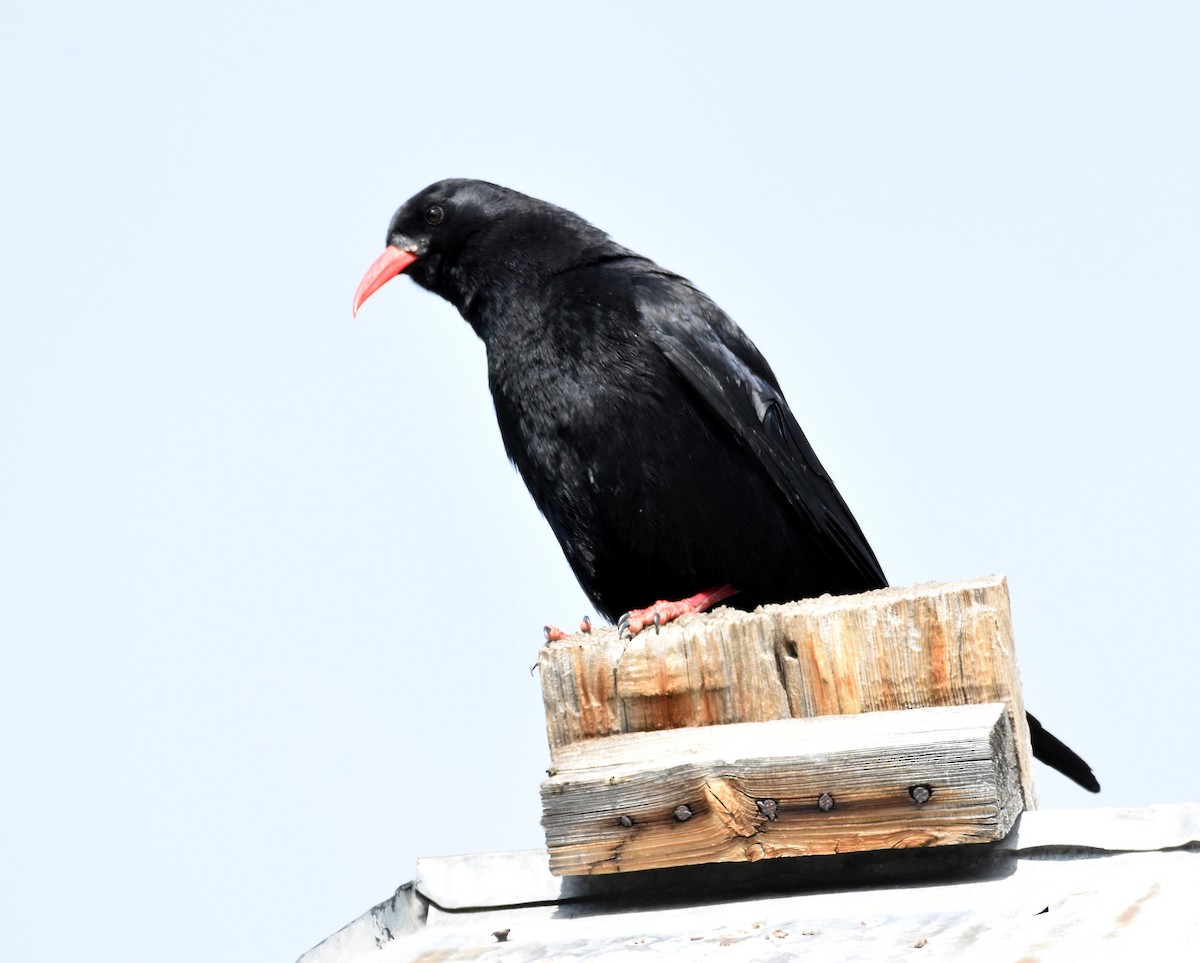 Red-billed Chough - ML626626578