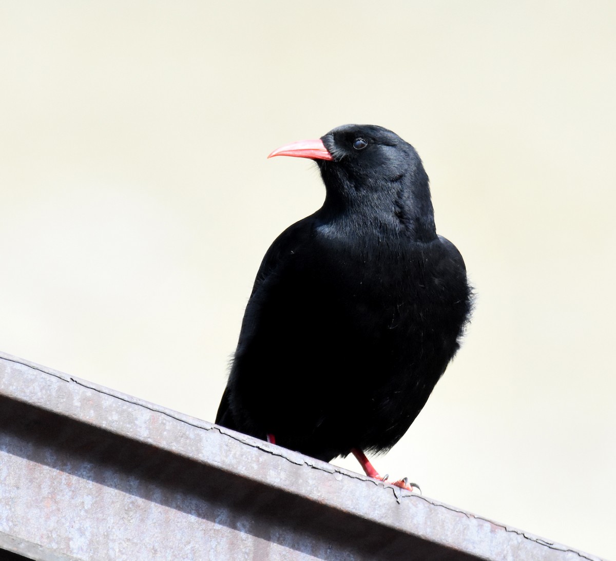 Red-billed Chough - ML626626579