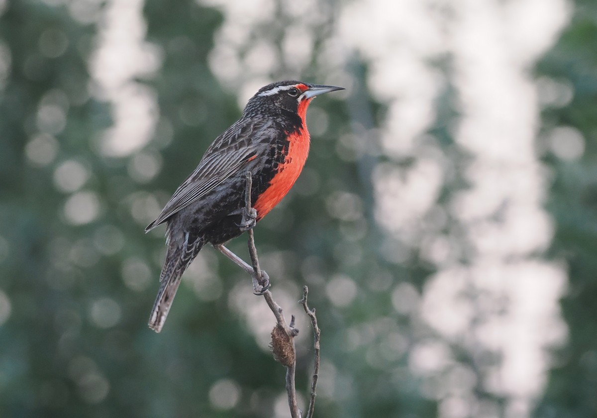 Long-tailed Meadowlark - ML626626580