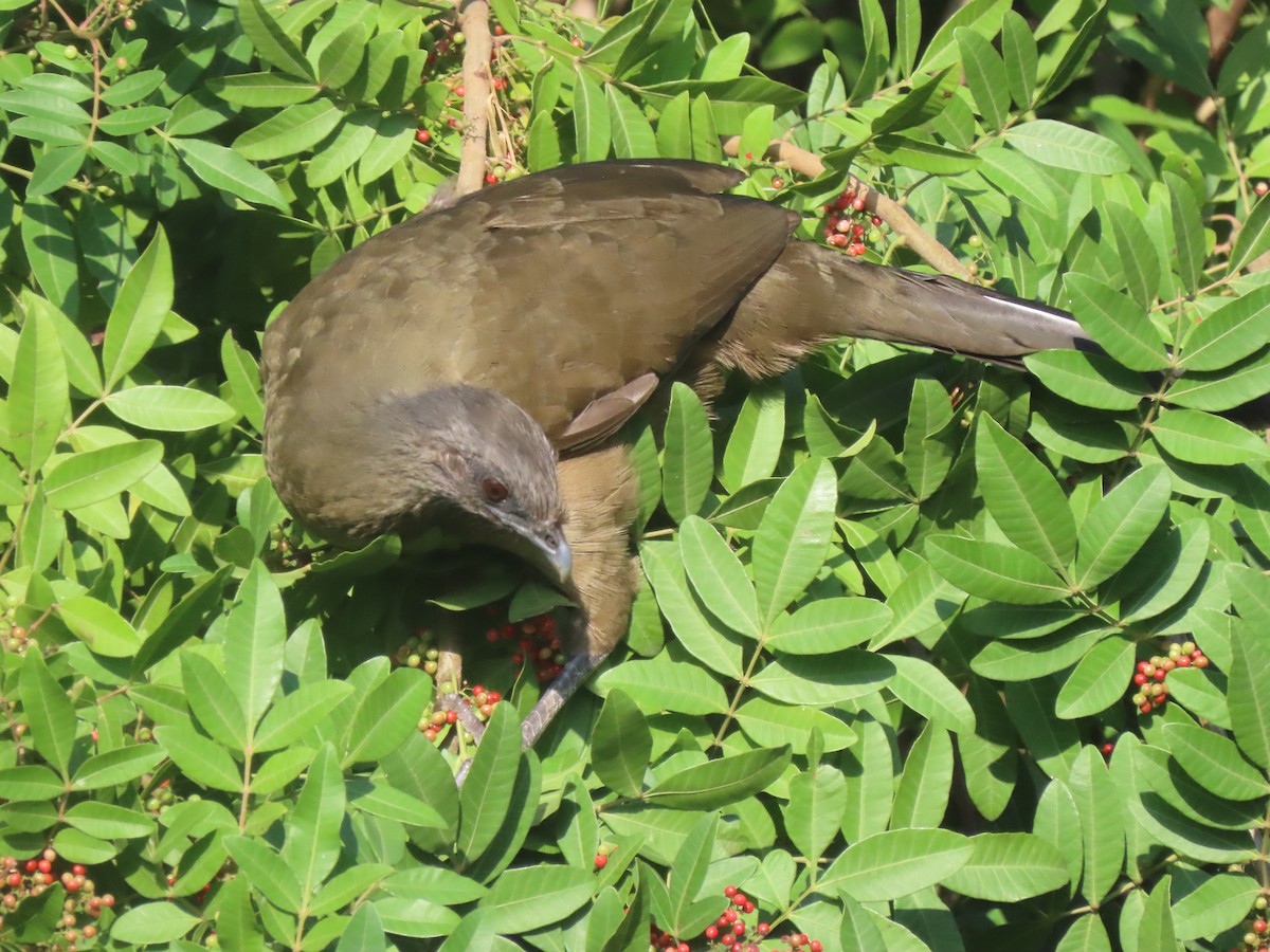 Plain Chachalaca - ML626626581