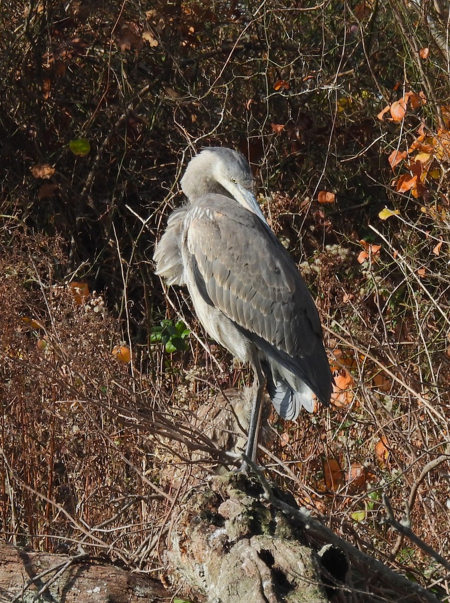 Great Blue Heron - ML626626582