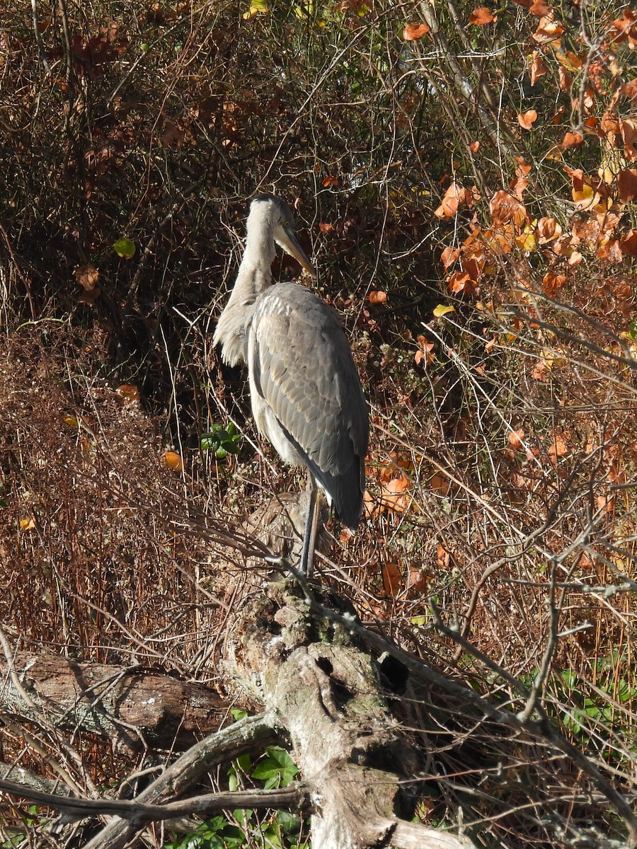 Great Blue Heron - ML626626583