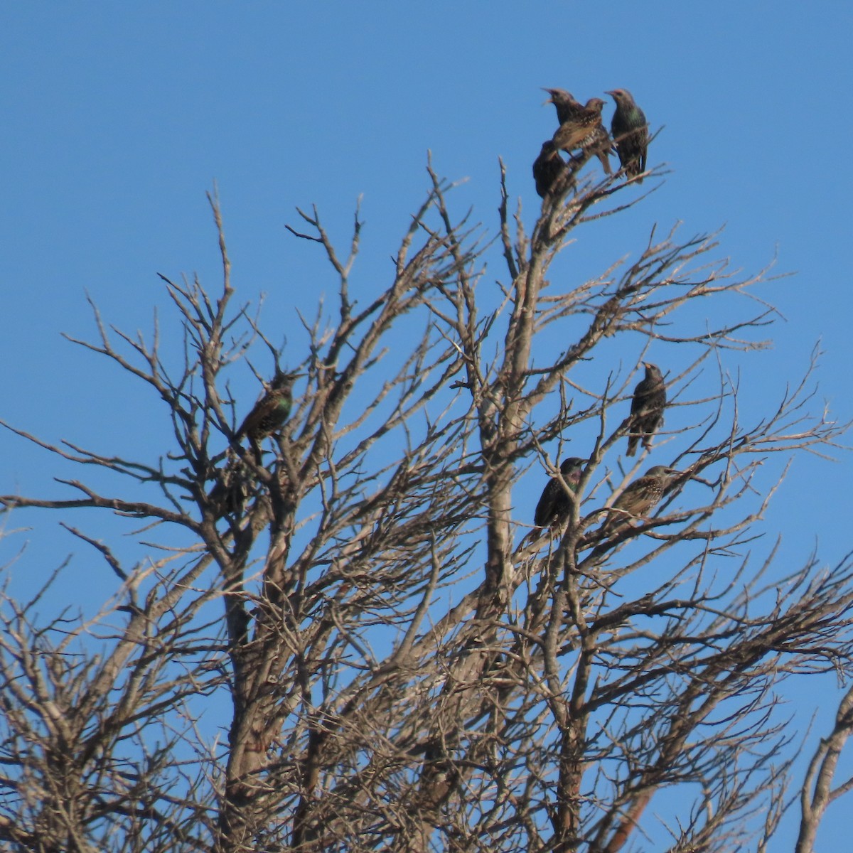 European Starling - ML626626584