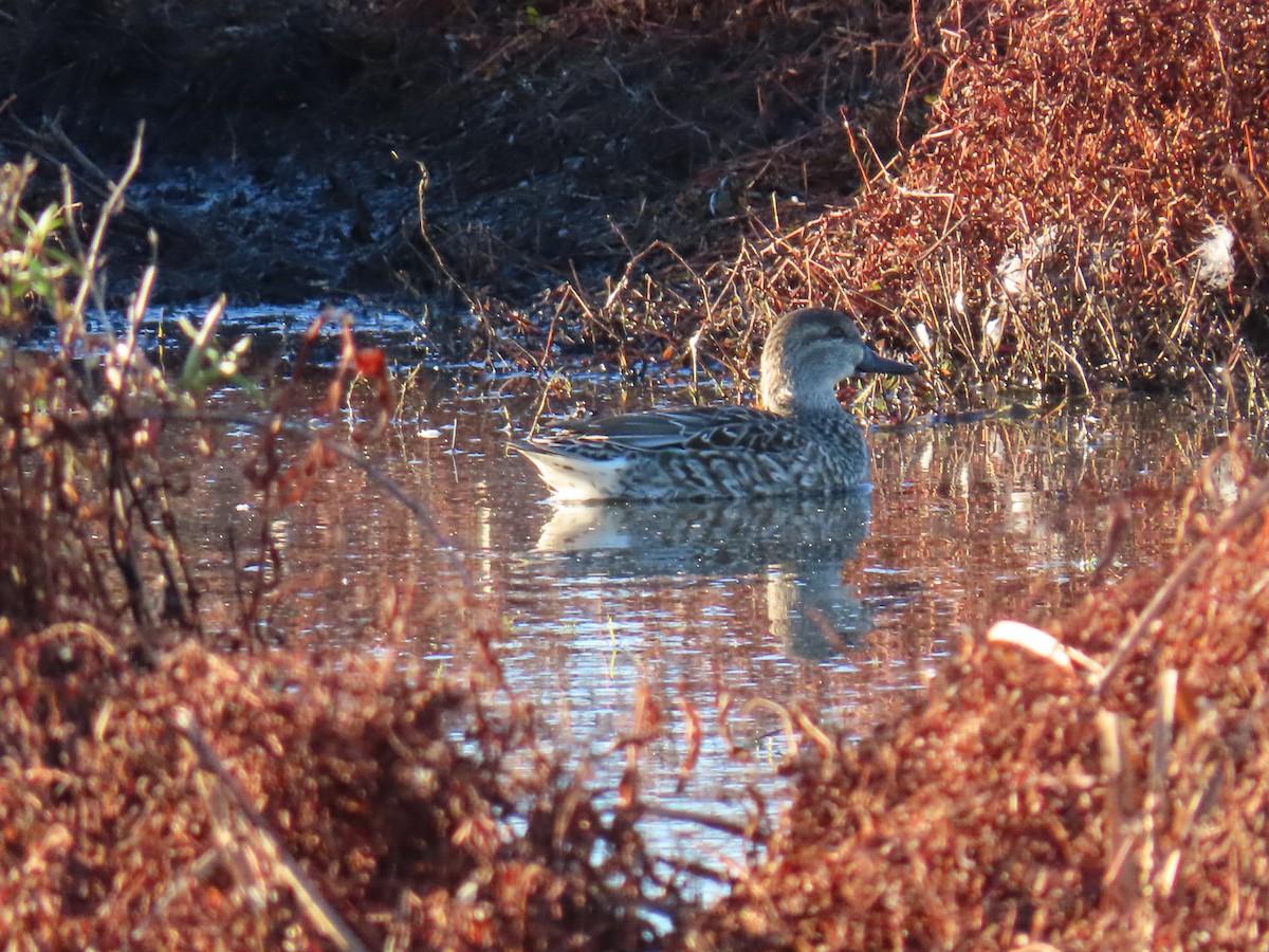 Green-winged Teal - ML626626585