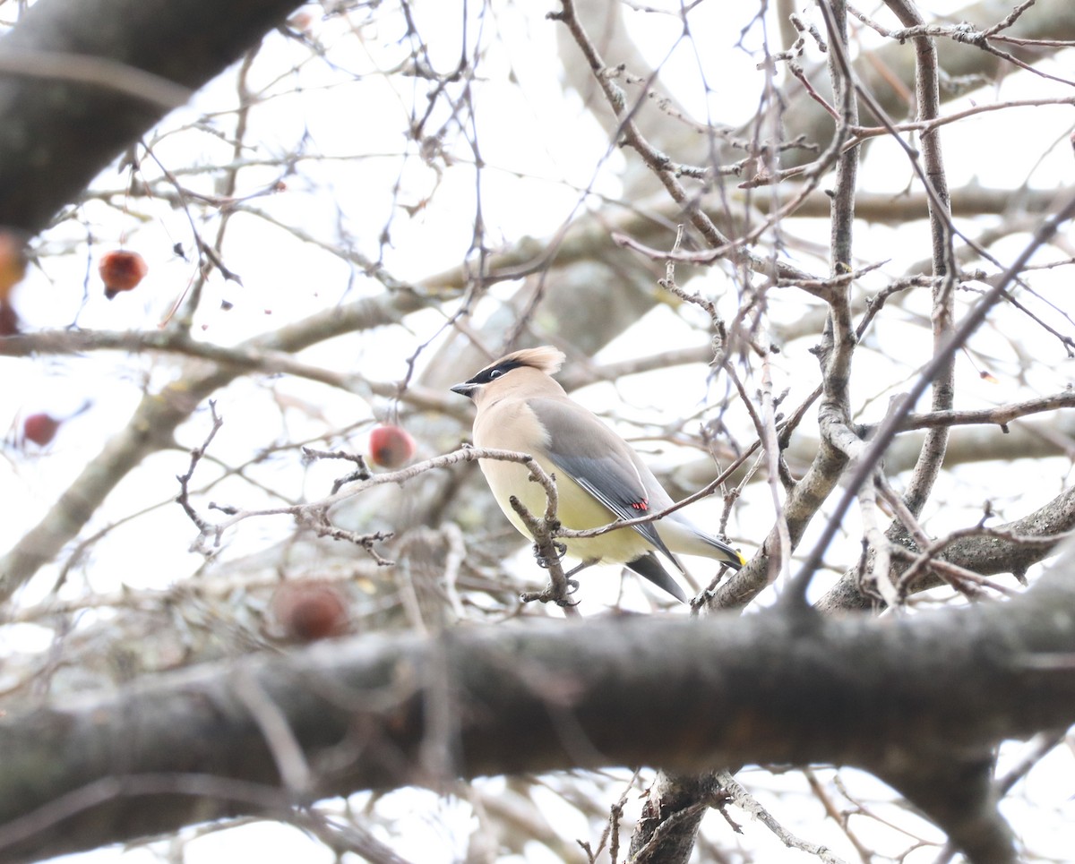 Cedar Waxwing - ML626626586