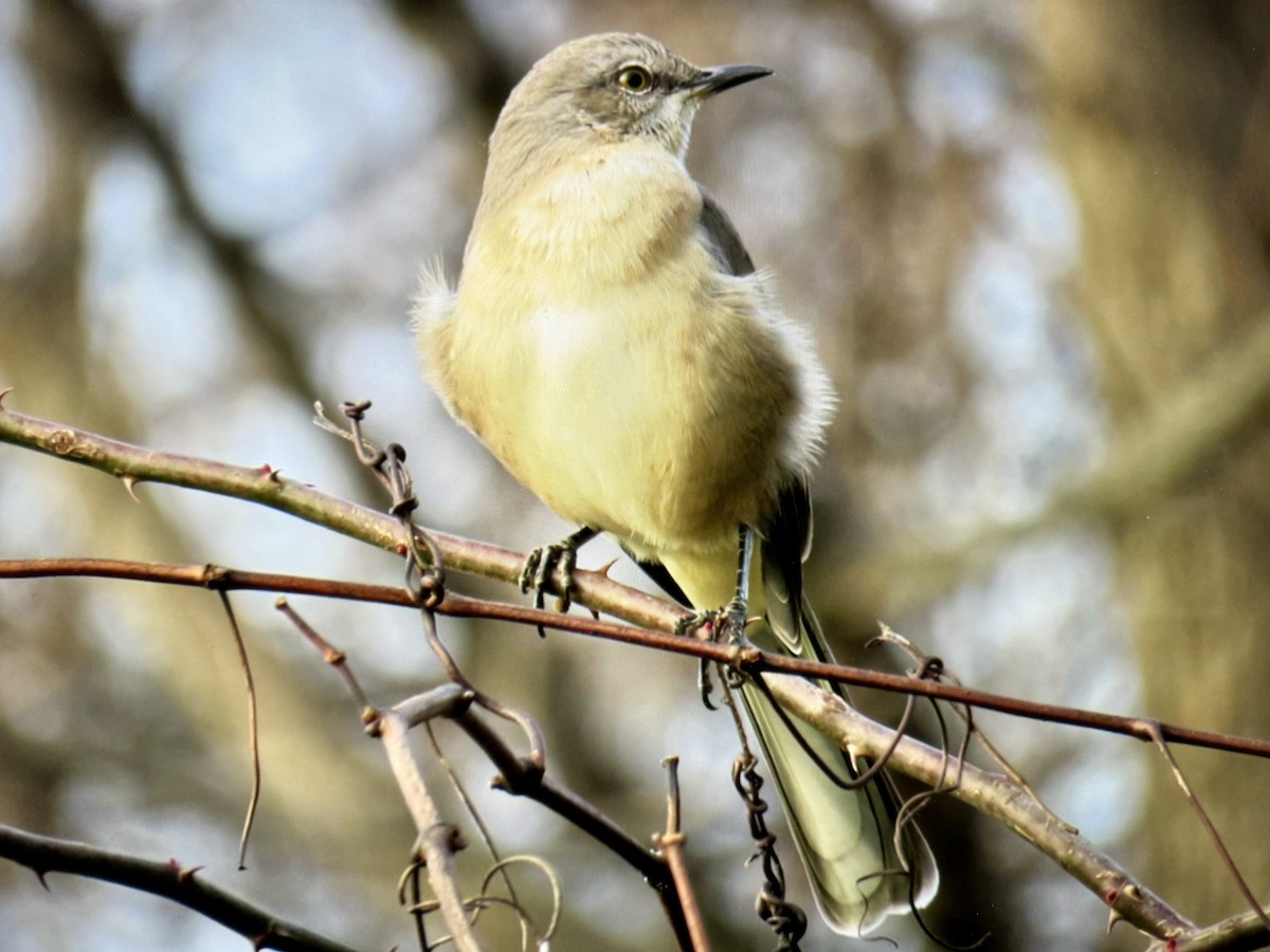 Northern Mockingbird - ML626626587