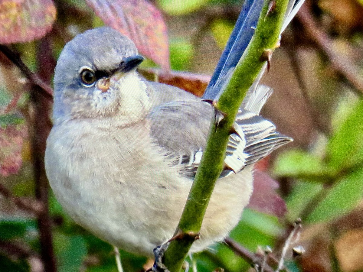 Northern Mockingbird - ML626626588