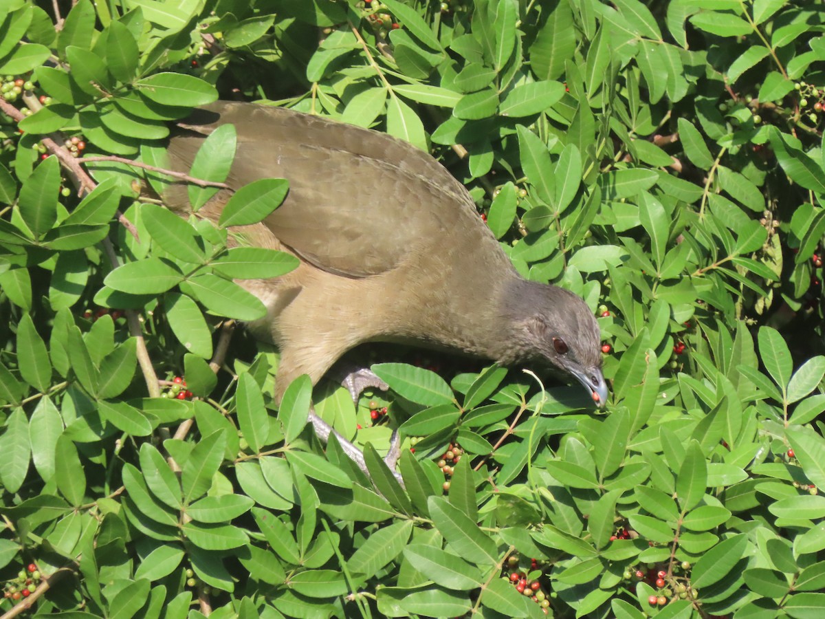 Plain Chachalaca - ML626626589