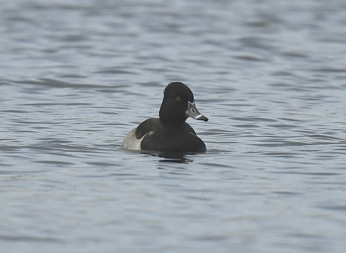 Ring-necked Duck - ML626626590