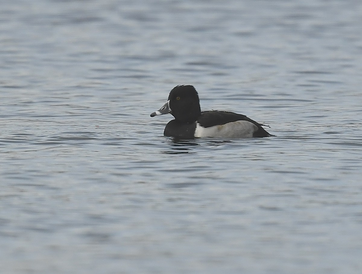 Ring-necked Duck - ML626626591