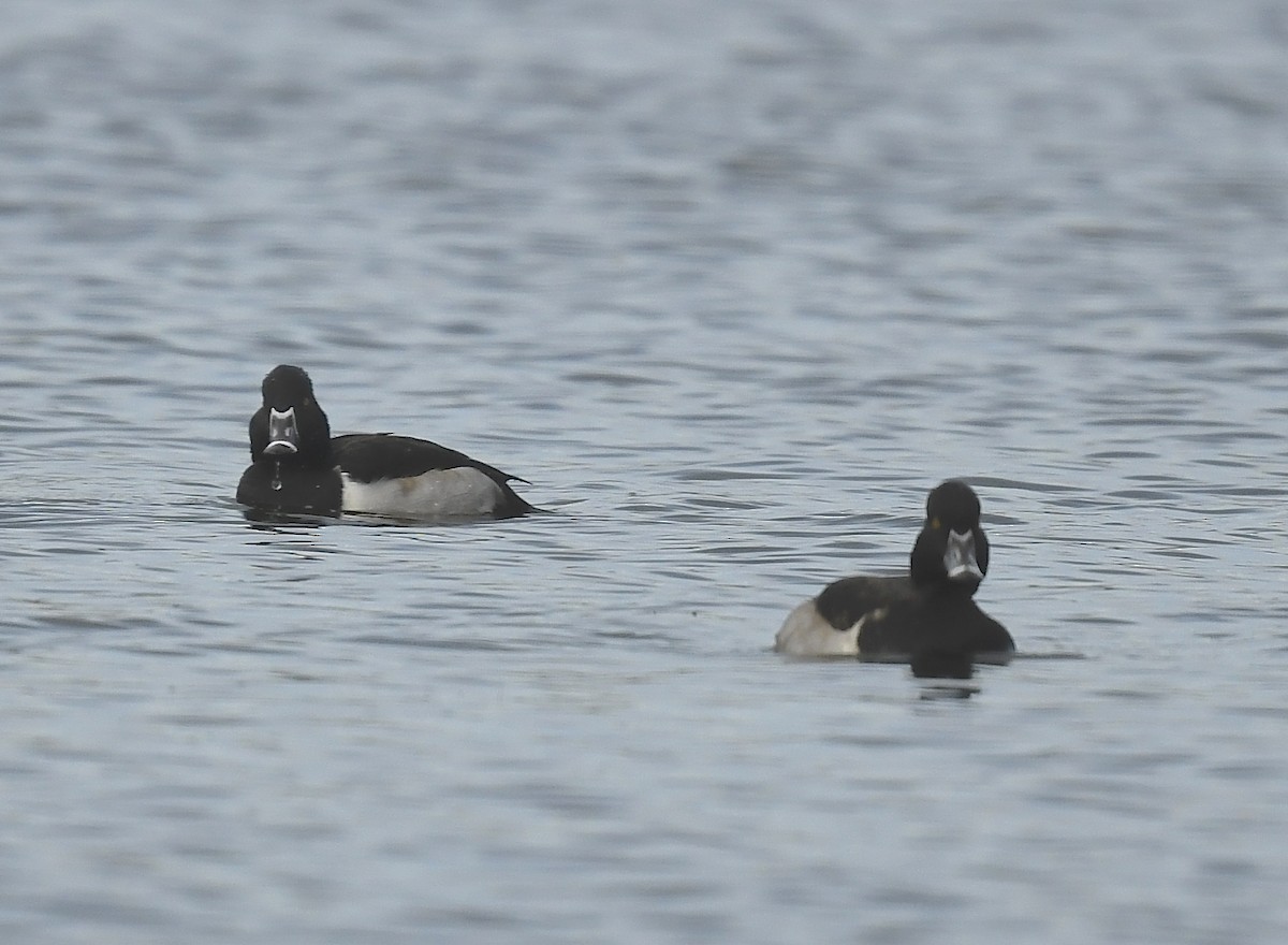 Ring-necked Duck - ML626626592