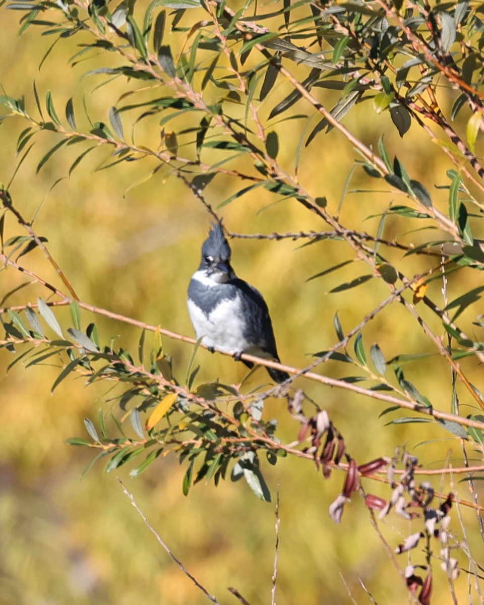 Belted Kingfisher - ML626626594