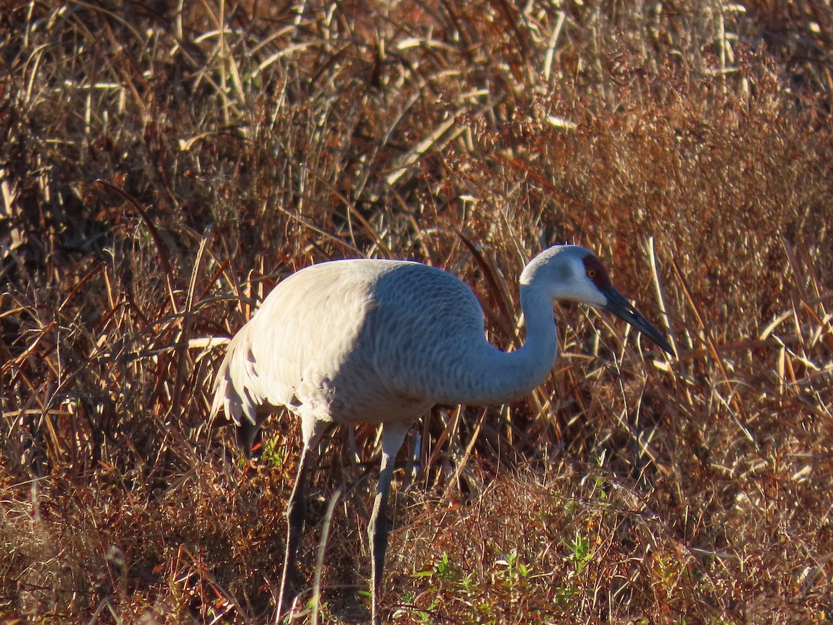 Sandhill Crane - ML626626596