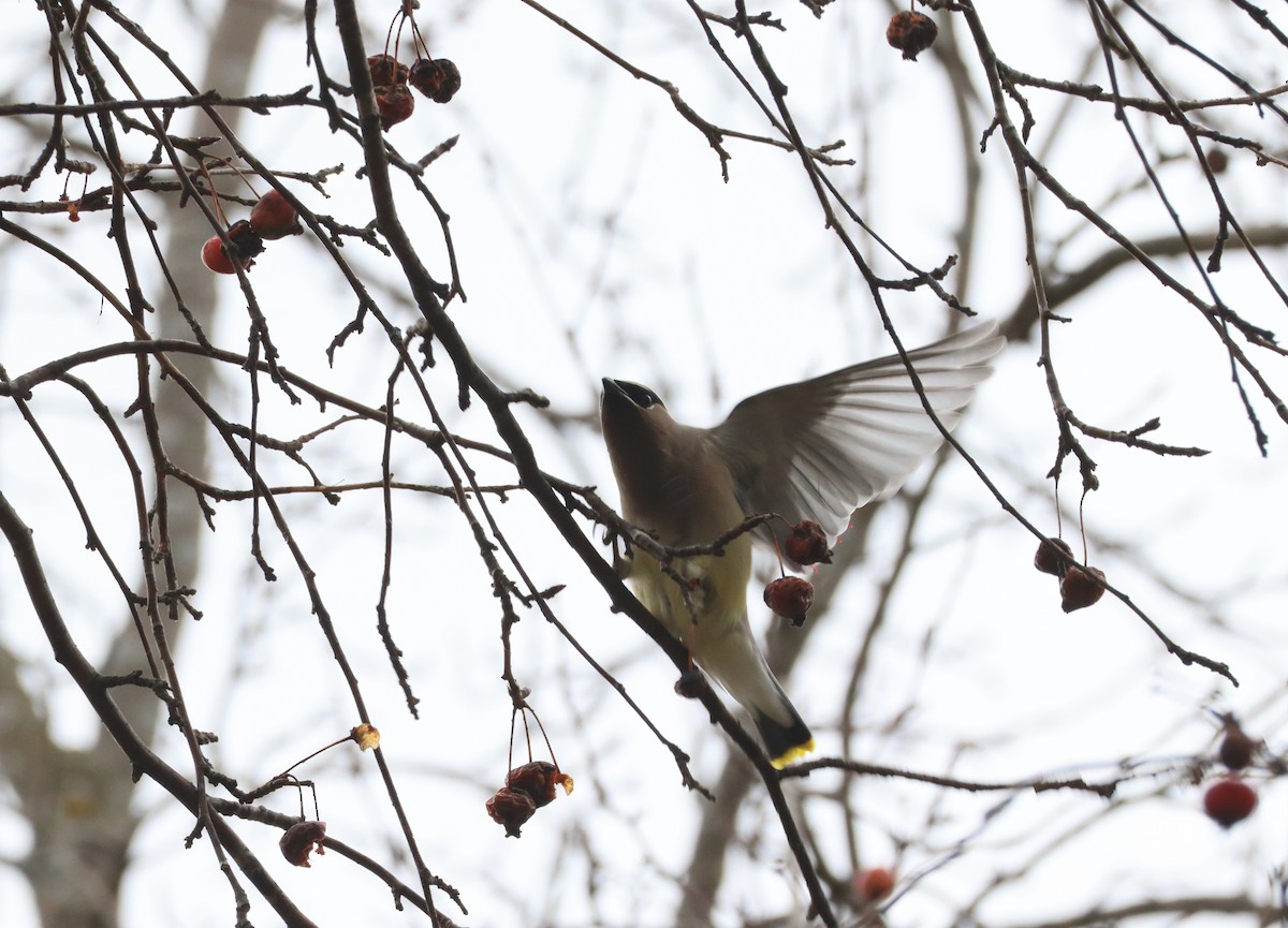 Cedar Waxwing - ML626626597