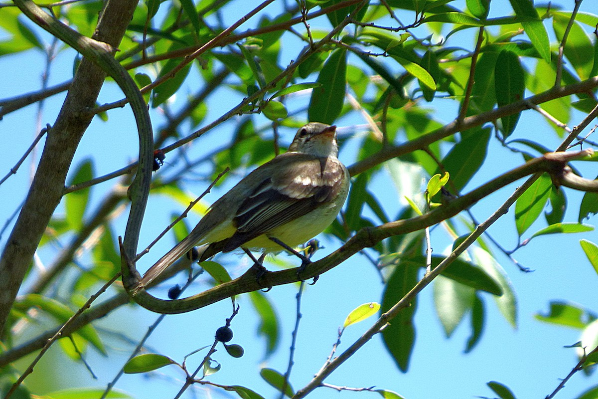 Mouse-colored Tyrannulet - ML626626731